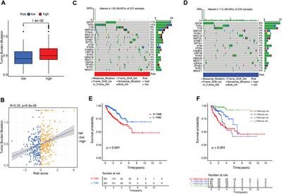 Development and validation of a tumor immune cell infiltration-related gene signature for recurrence prediction by weighted gene co-expression network analysis in prostate cancer